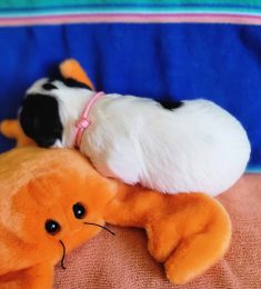 mahmoud, 27 years old, Straight, Man, Holon, Israel