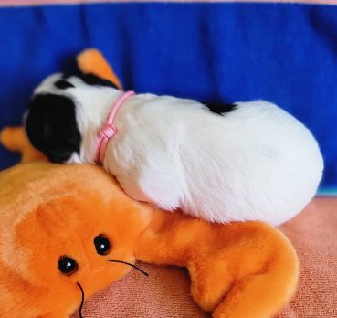 mahmoud, Holon, Israel